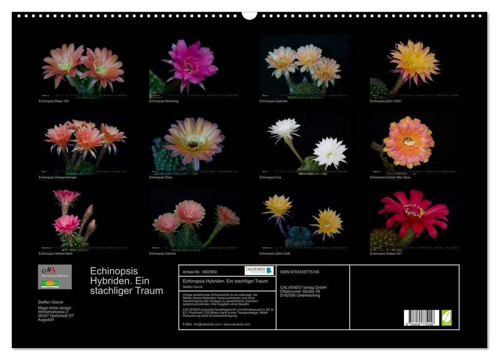 Echinopsis Hybriden. Ein stachliger Traum (CALVENDO Wandkalender 2025)