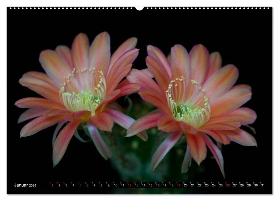 Echinopsis Hybriden. Ein stachliger Traum (CALVENDO Wandkalender 2025)