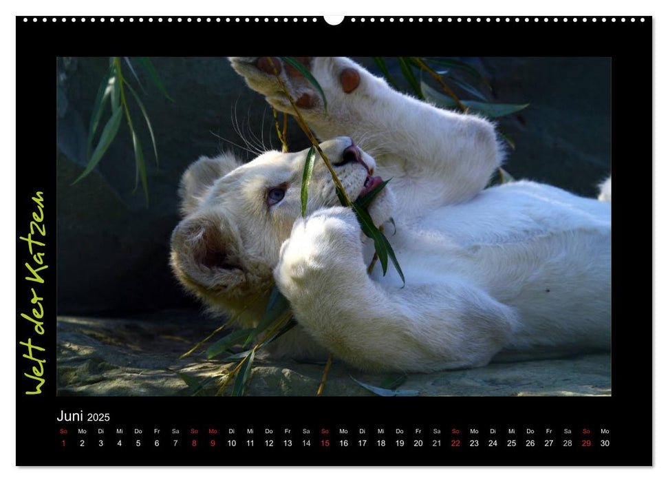 Welt der Katzen - Löwen (CALVENDO Wandkalender 2025)