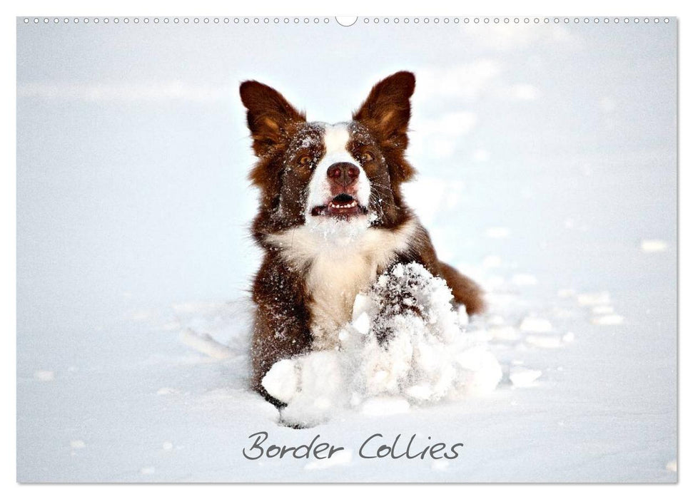 Border Collies (CALVENDO Wandkalender 2025)