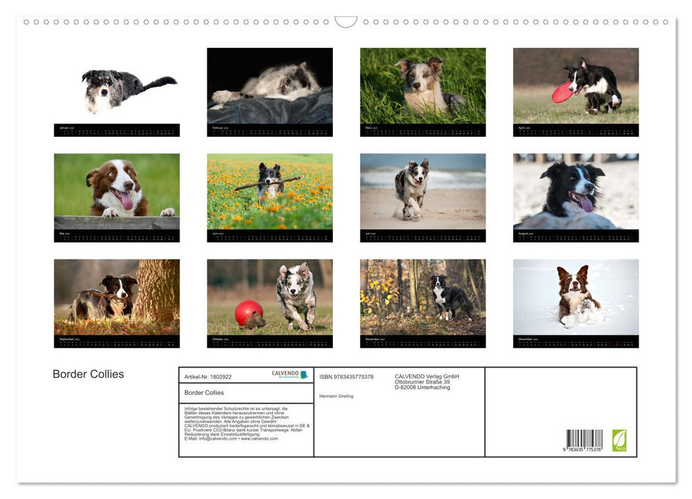 Border Collies (CALVENDO Wandkalender 2025)