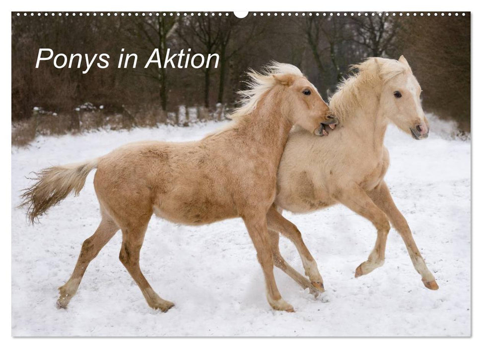 Ponys in Aktion (CALVENDO Wandkalender 2025)