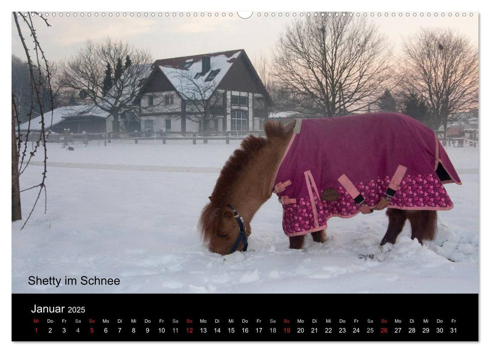 Ponys in Aktion (CALVENDO Wandkalender 2025)