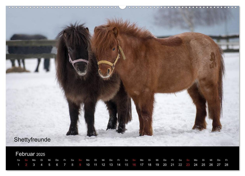 Ponys in Aktion (CALVENDO Wandkalender 2025)