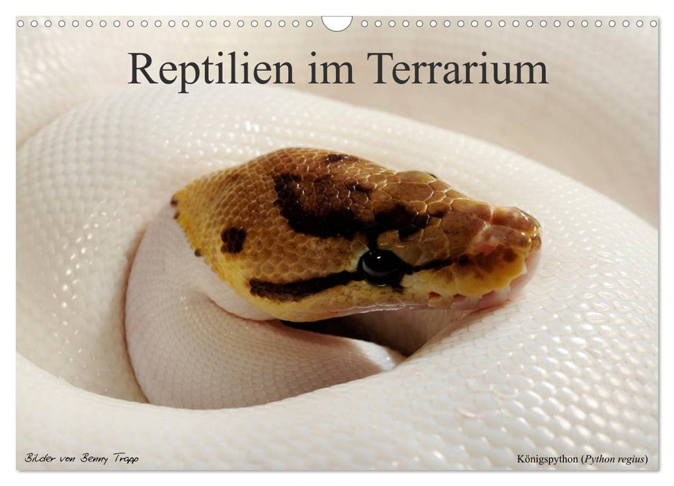 REPTILIEN IM TERRARIUM (CALVENDO Wandkalender 2025)