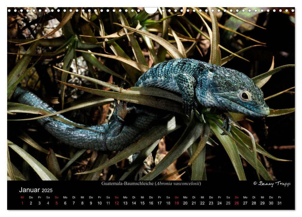 REPTILIEN IM TERRARIUM (CALVENDO Wandkalender 2025)