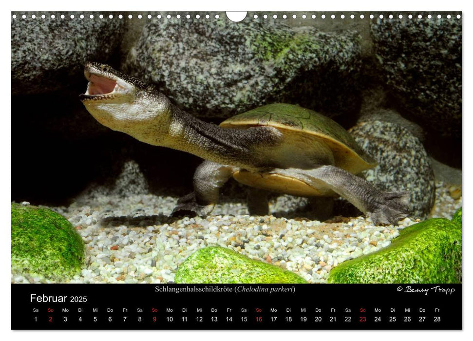 REPTILIEN IM TERRARIUM (CALVENDO Wandkalender 2025)