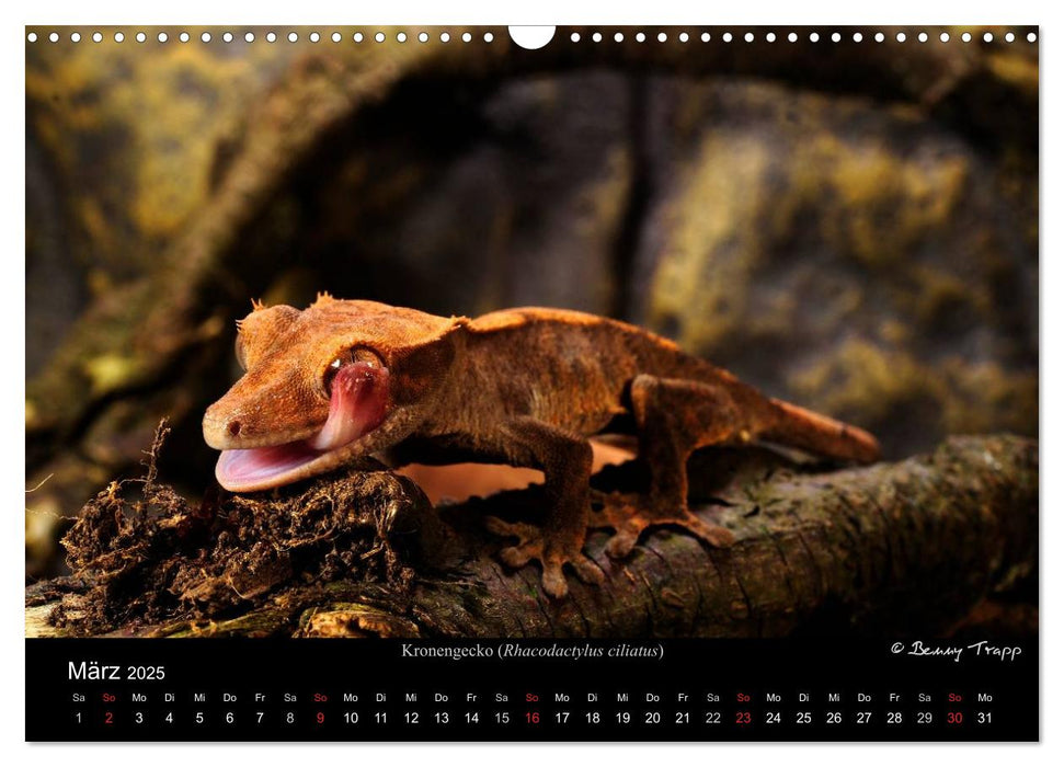 REPTILIEN IM TERRARIUM (CALVENDO Wandkalender 2025)