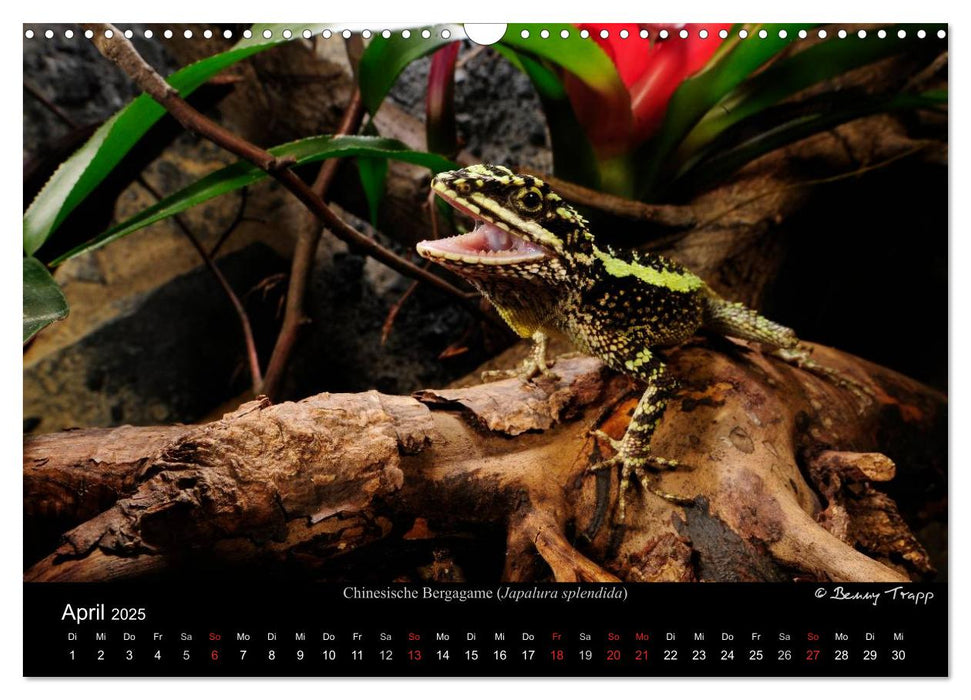 REPTILIEN IM TERRARIUM (CALVENDO Wandkalender 2025)