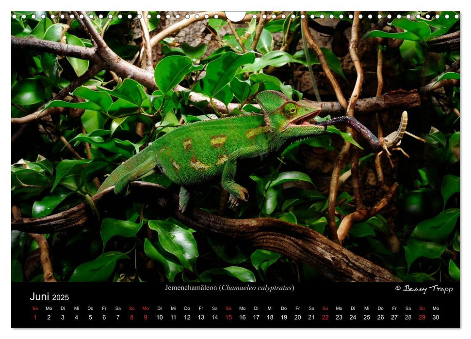 REPTILIEN IM TERRARIUM (CALVENDO Wandkalender 2025)