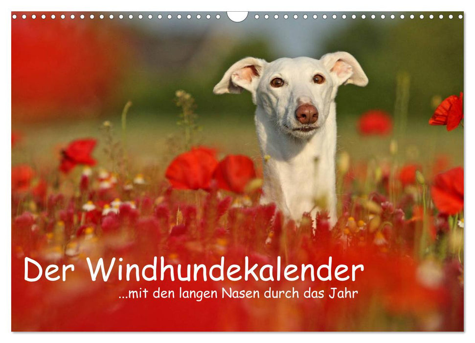 Der Windhundekalender (CALVENDO Wandkalender 2025)