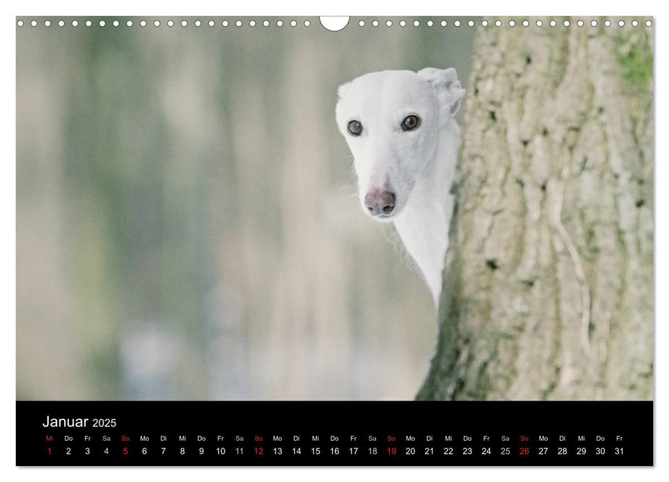 Der Windhundekalender (CALVENDO Wandkalender 2025)