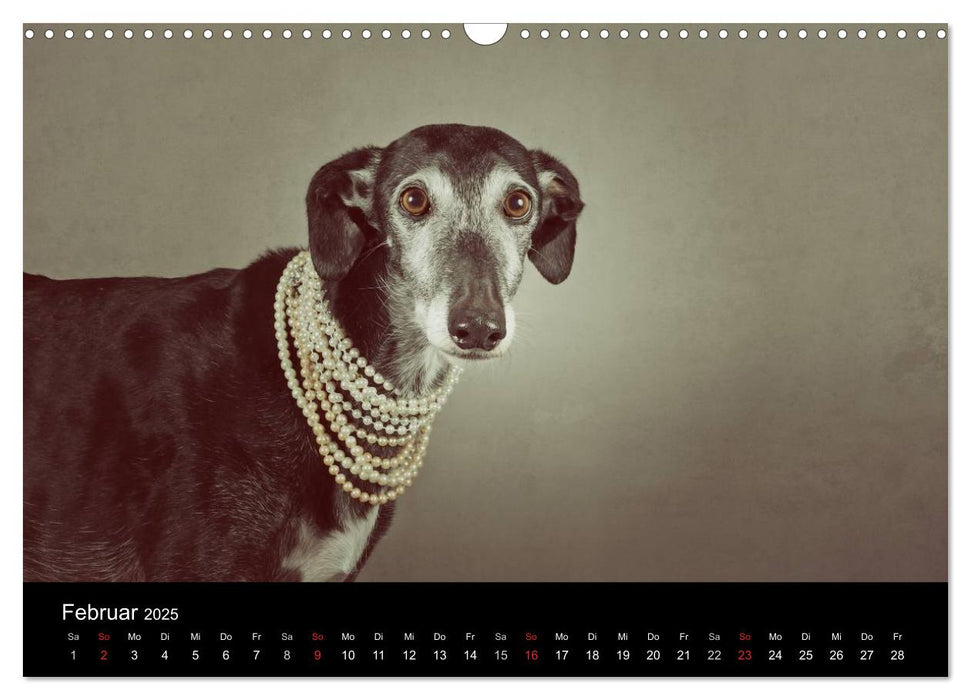 Der Windhundekalender (CALVENDO Wandkalender 2025)