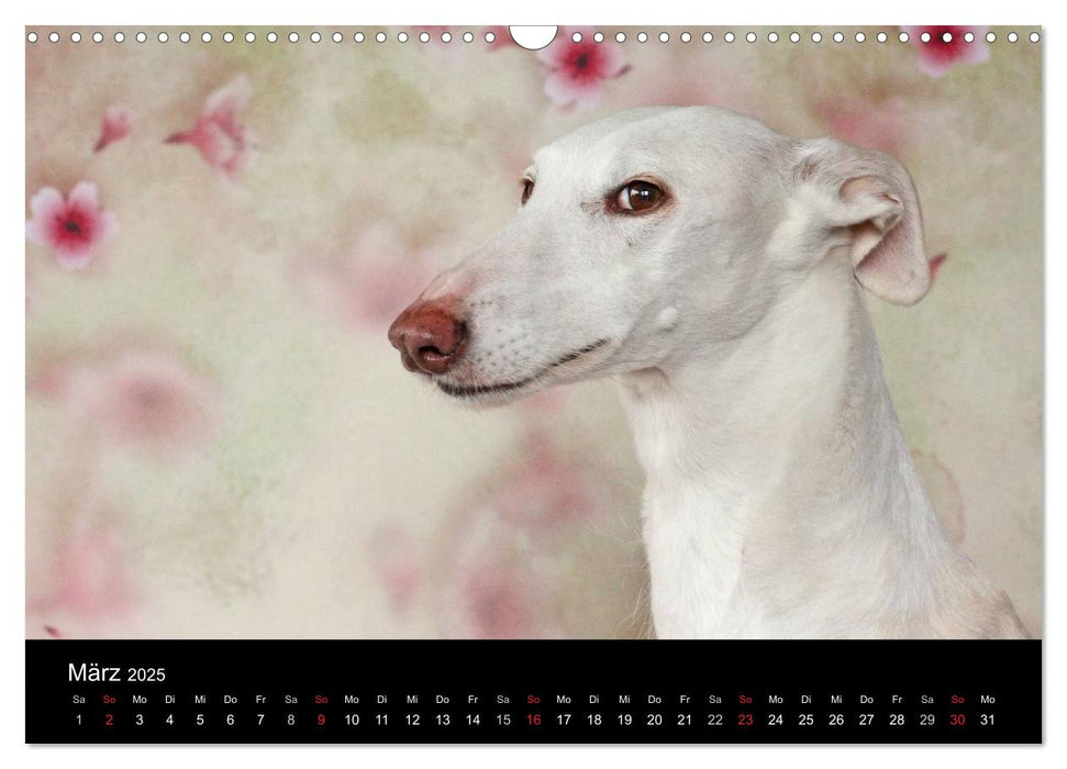 Der Windhundekalender (CALVENDO Wandkalender 2025)