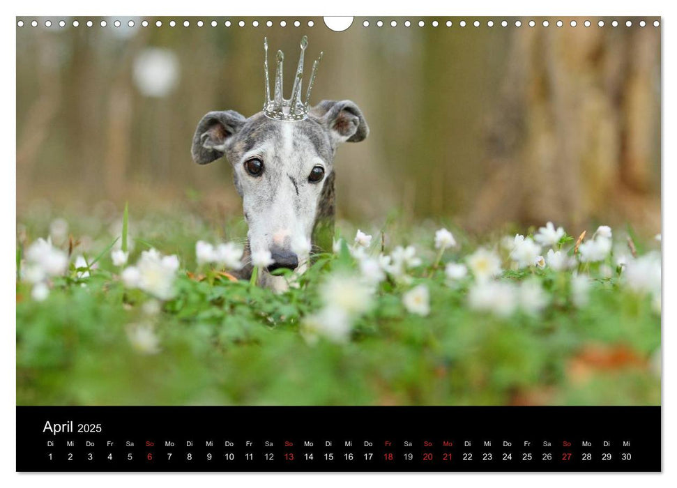 Der Windhundekalender (CALVENDO Wandkalender 2025)