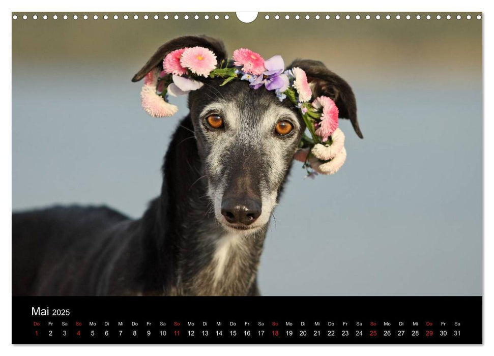 Der Windhundekalender (CALVENDO Wandkalender 2025)