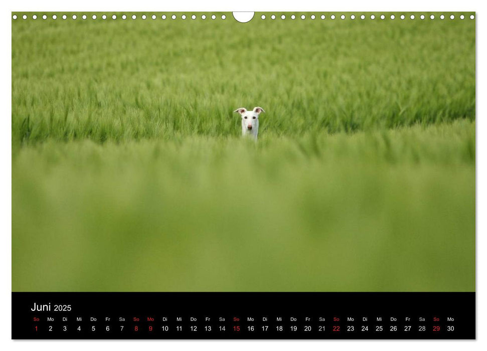 Der Windhundekalender (CALVENDO Wandkalender 2025)