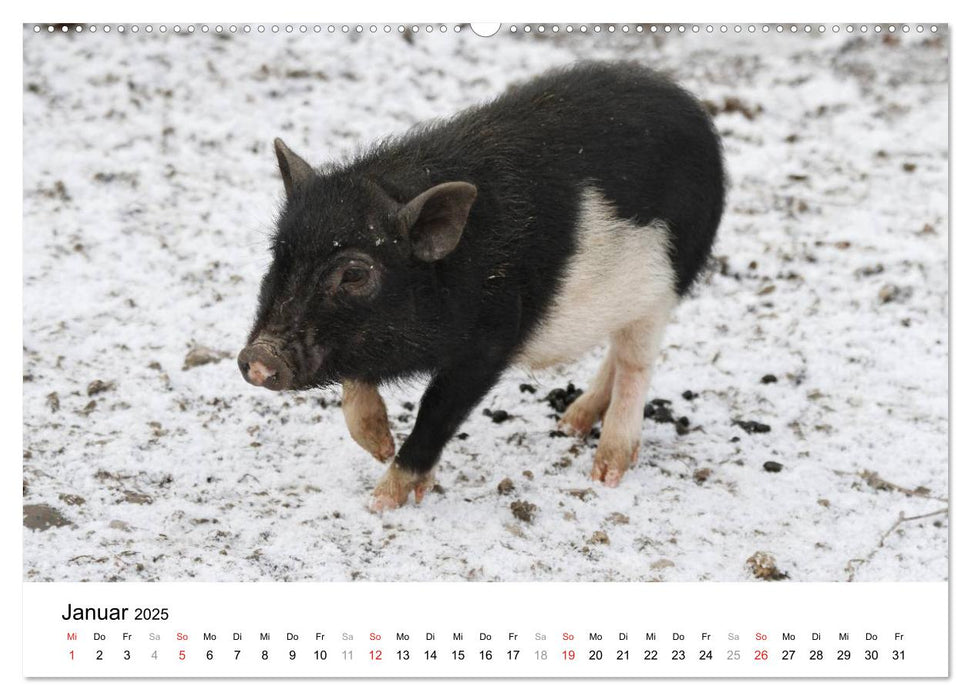 Schwein gehabt! (CALVENDO Premium Wandkalender 2025)