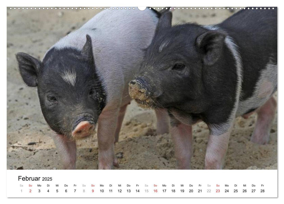 Schwein gehabt! (CALVENDO Premium Wandkalender 2025)
