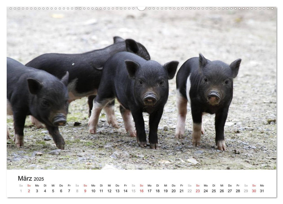 Schwein gehabt! (CALVENDO Premium Wandkalender 2025)