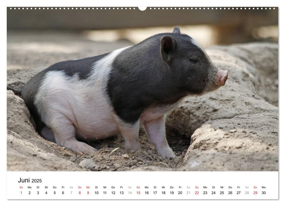 Schwein gehabt! (CALVENDO Premium Wandkalender 2025)