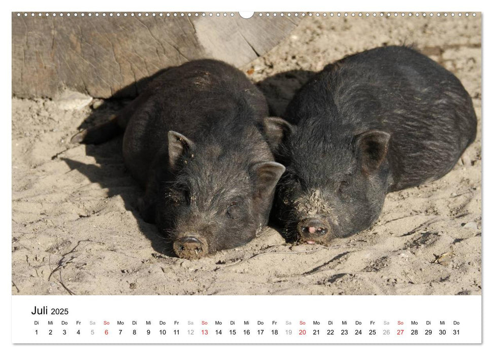 Schwein gehabt! (CALVENDO Premium Wandkalender 2025)