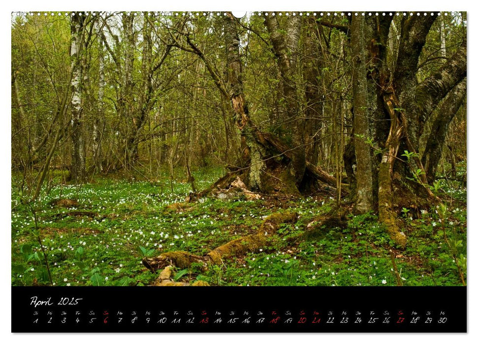 RHÖN = SCHÖN (CALVENDO Premium Wandkalender 2025)