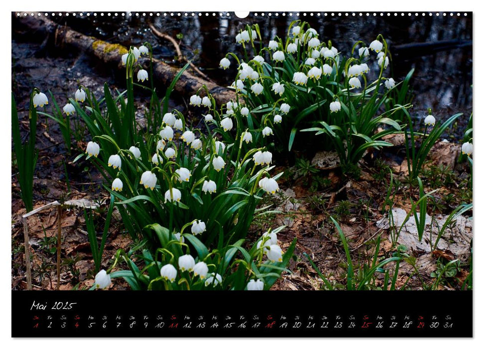 RHÖN = SCHÖN (CALVENDO Premium Wandkalender 2025)