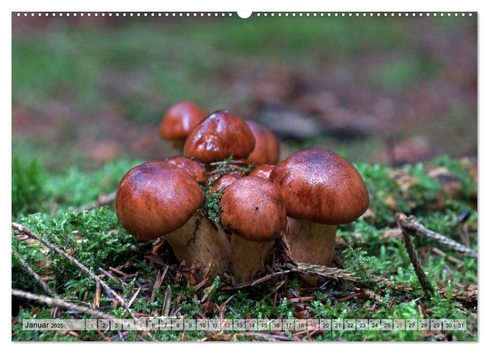 Waldpilz-Impressionen (CALVENDO Wandkalender 2025)