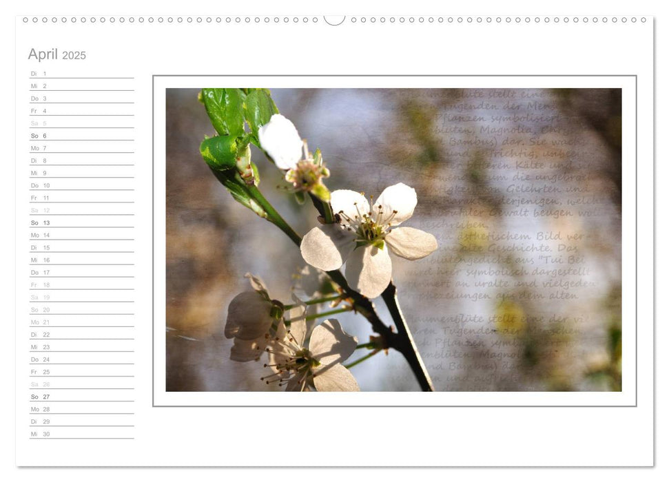 Blütenpracht, nicht nur ein Geburtstagskalender (CALVENDO Wandkalender 2025)