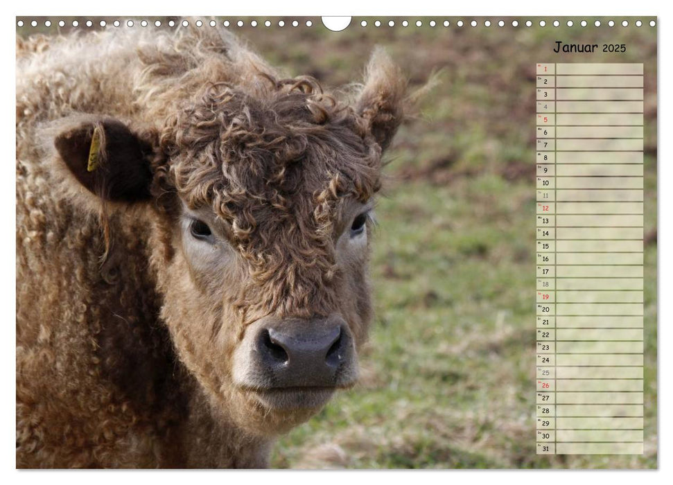 Glückliche Kühe (CALVENDO Wandkalender 2025)