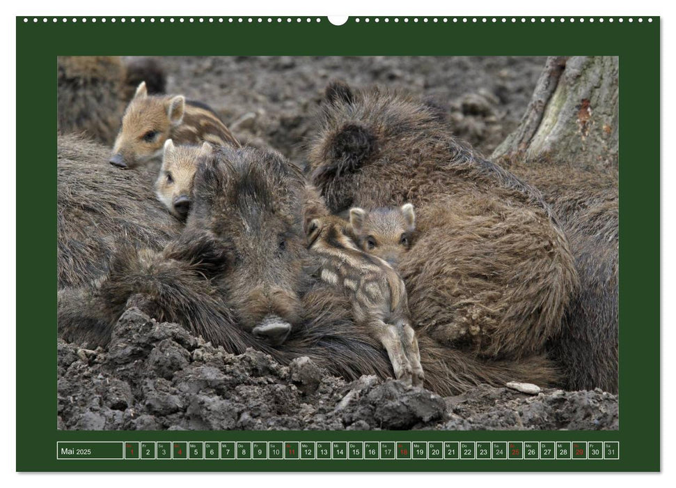 Schweinkram - Die Wildschweine sind los (CALVENDO Wandkalender 2025)