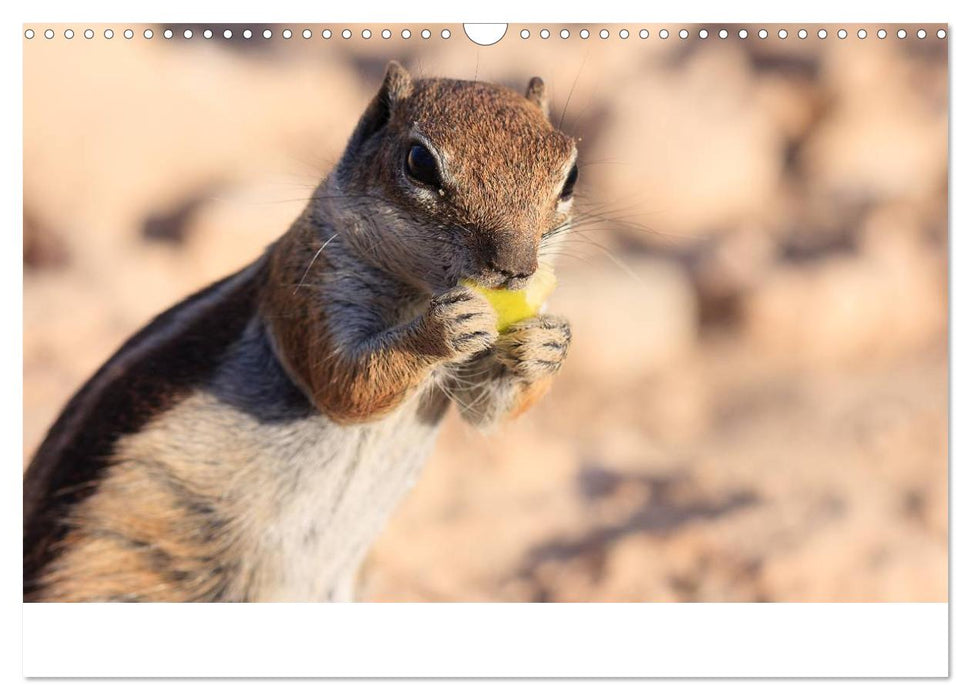 Atlashörnchen (CALVENDO Wandkalender 2025)