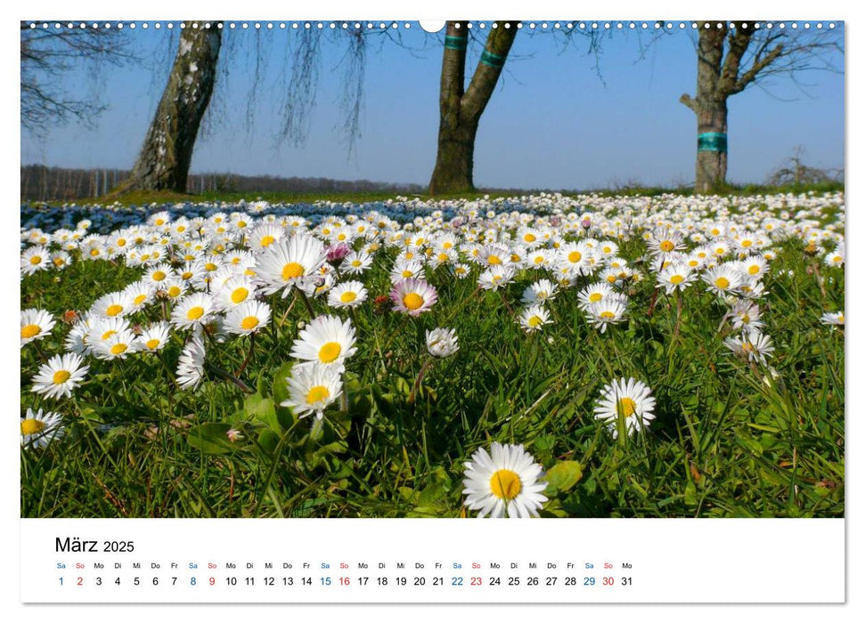 Felder und Wiesen (CALVENDO Premium Wandkalender 2025)