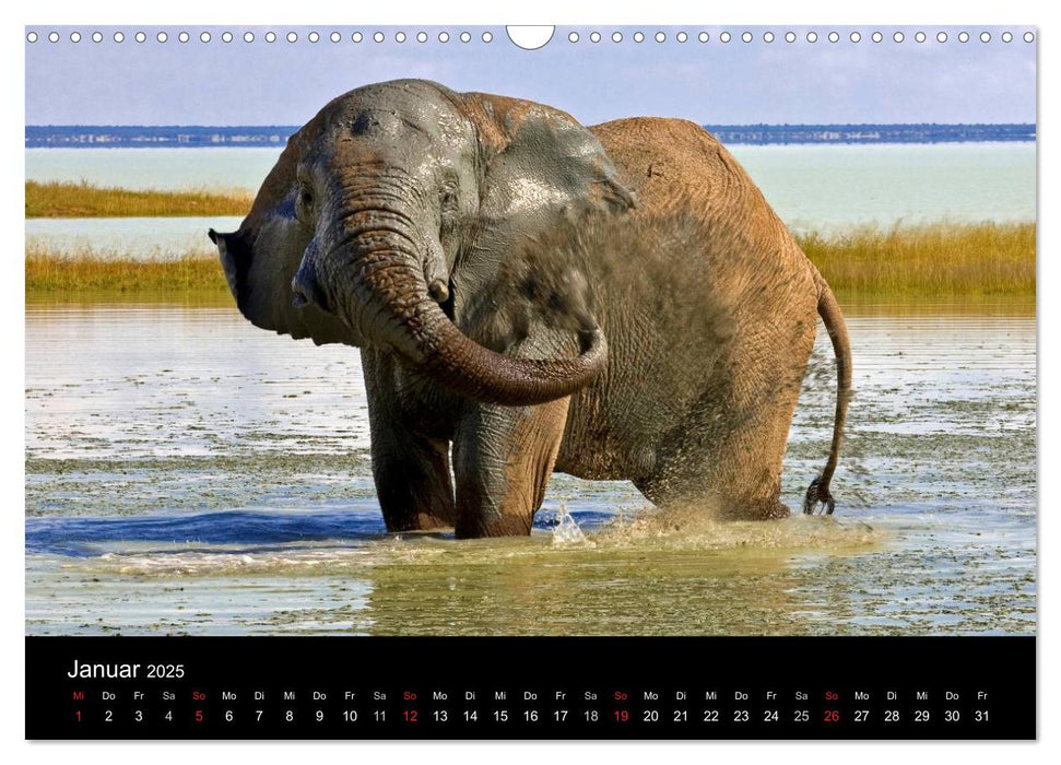 Namibias Tiere: von groß bis klein (CALVENDO Wandkalender 2025)