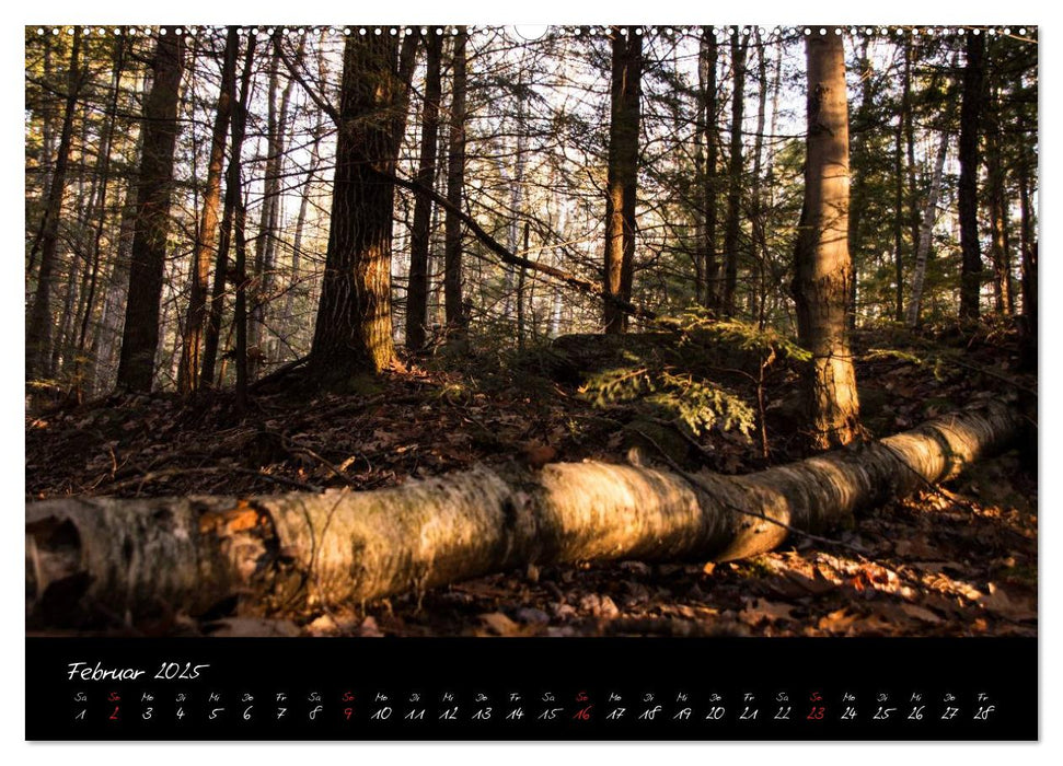 Wald (CALVENDO Premium Wandkalender 2025)