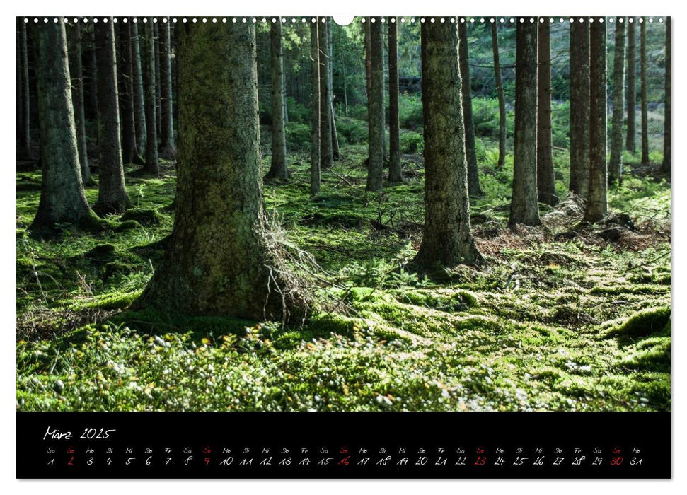 Wald (CALVENDO Premium Wandkalender 2025)