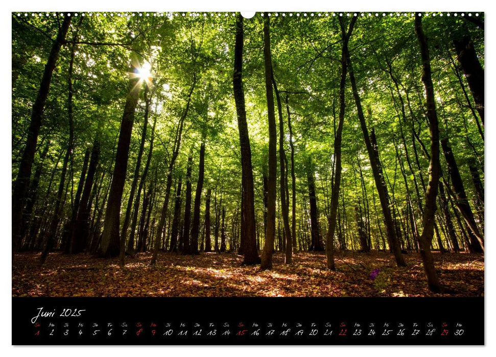 Wald (CALVENDO Premium Wandkalender 2025)