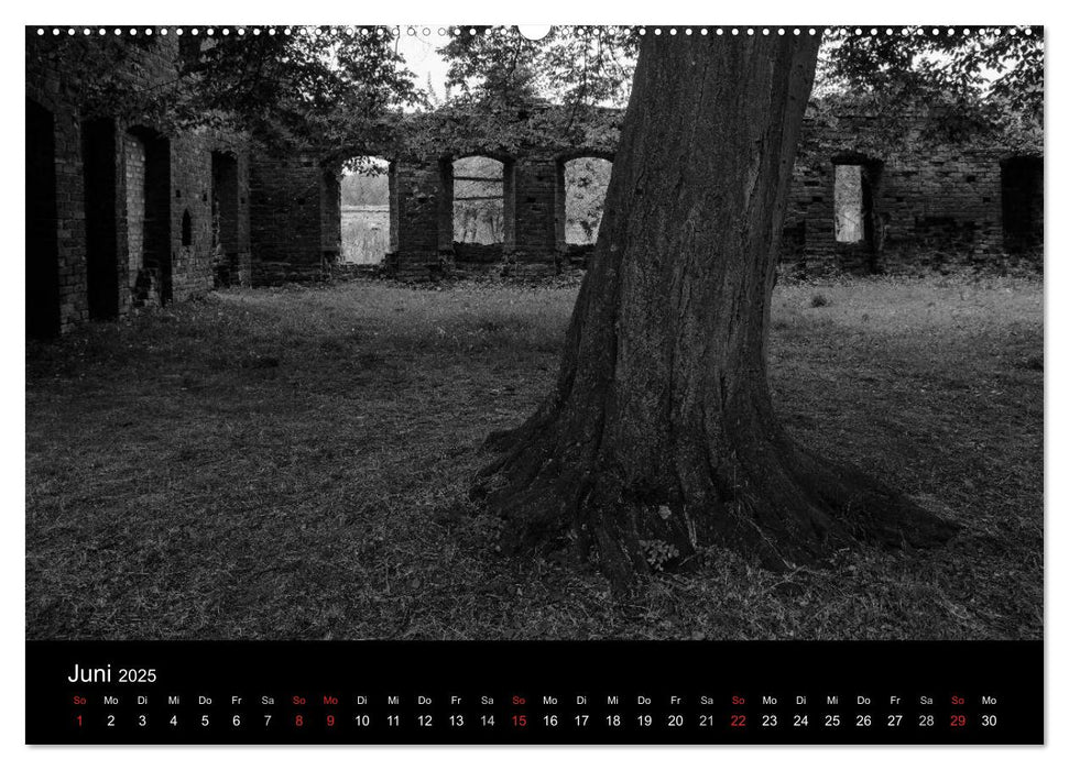 Bäume trees 2025 (CALVENDO Wandkalender 2025)