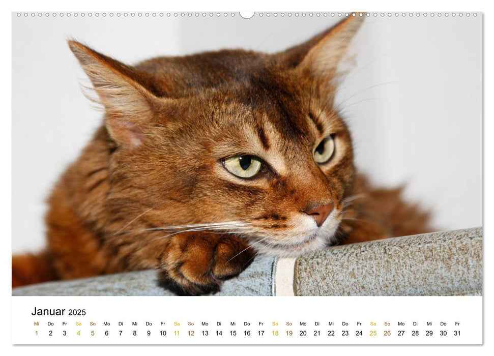 anmutige Rassekatzen (CALVENDO Premium Wandkalender 2025)