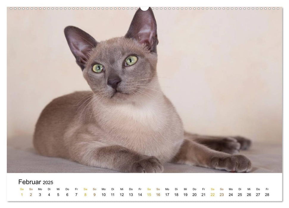 anmutige Rassekatzen (CALVENDO Premium Wandkalender 2025)