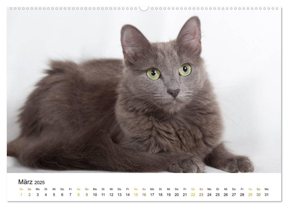 anmutige Rassekatzen (CALVENDO Premium Wandkalender 2025)