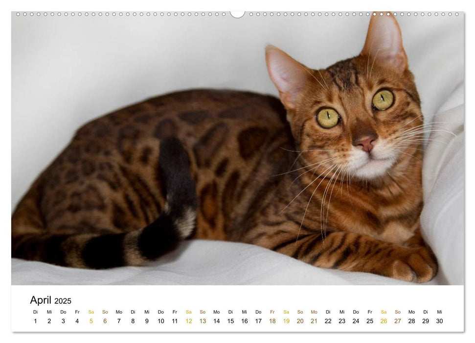 anmutige Rassekatzen (CALVENDO Premium Wandkalender 2025)