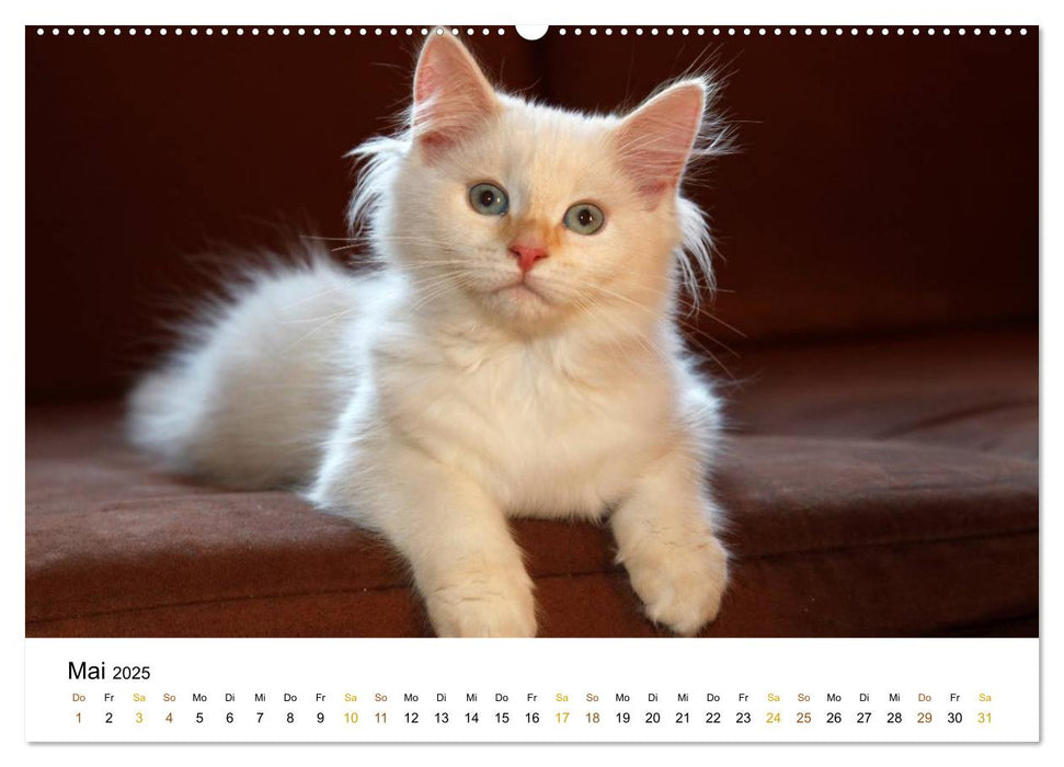 anmutige Rassekatzen (CALVENDO Premium Wandkalender 2025)