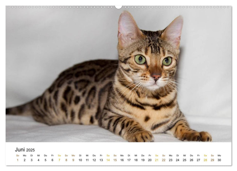 anmutige Rassekatzen (CALVENDO Premium Wandkalender 2025)