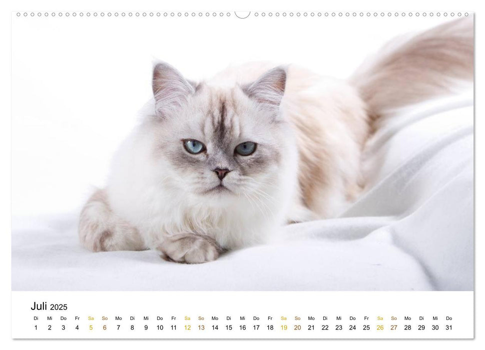 anmutige Rassekatzen (CALVENDO Premium Wandkalender 2025)