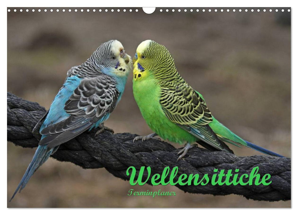 Terminplaner Wellensittiche (CALVENDO Wandkalender 2025)