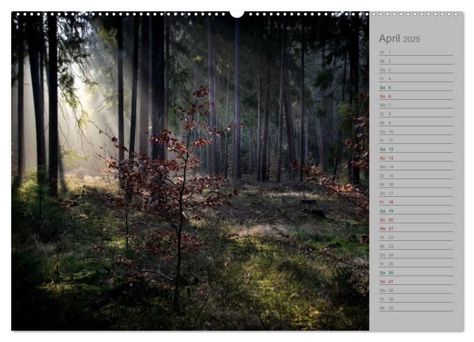 Planungskalender Märchenwald 2025 (CALVENDO Premium Wandkalender 2025)
