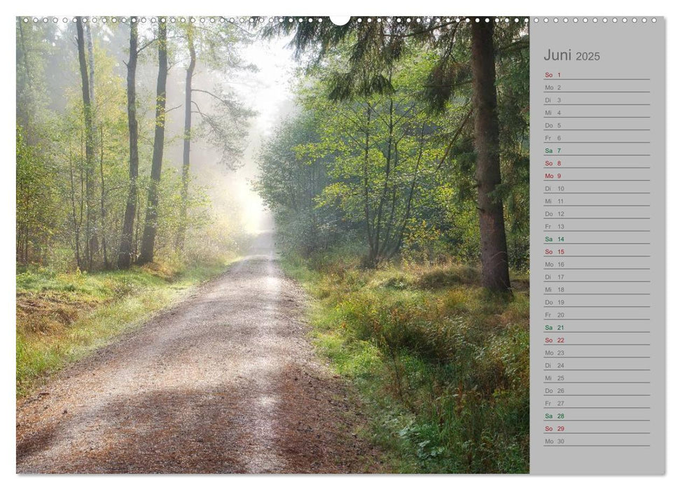 Planungskalender Märchenwald 2025 (CALVENDO Premium Wandkalender 2025)