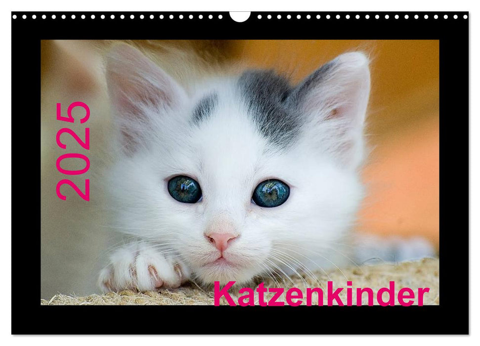 Katzenkinder (CALVENDO Wandkalender 2025)